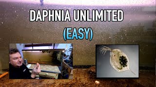 How I Raise Daphnia Water Fleas And You Can Too [upl. by Jaban]