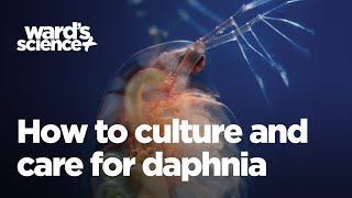 Caring and Culturing for Daphnia [upl. by Anaer]