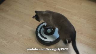 Cat shows HOW TO use iRobot Roomba Vacuum [upl. by Xino]