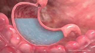 Medical Animation  Interior Stomach [upl. by Legir]