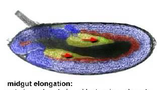 Drosophila Gastrulation [upl. by Dow124]