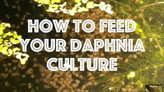 How To Feed Your Daphnia Culture [upl. by Michigan]