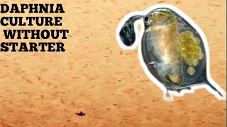 HOW TO CULTURE DAPHNIA NATURALLY WITHOUT A STARTER [upl. by Adnohsed]