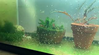 Daphnia Culturing Snails or no snails [upl. by Sisile]