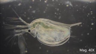 Daphnia magna under the Microscope [upl. by Bourn]