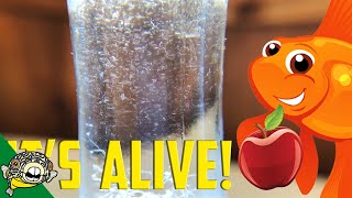 How to culture Vinegar Eels The EASY Way Live Fish Food [upl. by Ingamar]