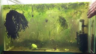 Scuds Daphnia Cherry Shrimp Copepods My aquatic food culture [upl. by Esirehs642]