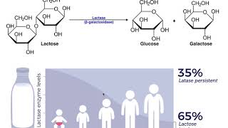 Lactase amp the Mechanism of Lactose Intolerance [upl. by Larimor29]