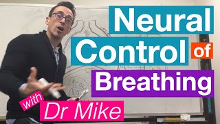 Neural Control of Breathing  Respiratory System [upl. by Arodnahs]