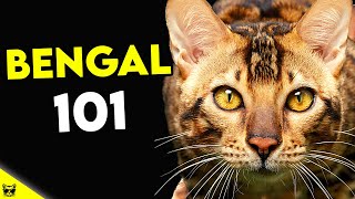 Must Watch BEFORE Getting a BENGAL CAT  Bengal Cat 101 [upl. by Anaoj]