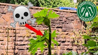 Top 10 Poisonous Plants in the UK  THIS COULD SAVE YOUR LIFE [upl. by Lebar647]