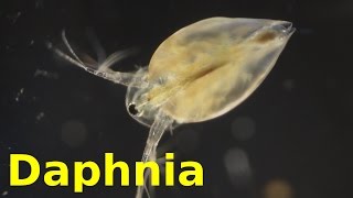 Daphnia [upl. by Ennaid]