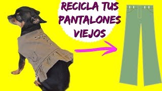 COMO HACER ROPA PARA PERROS CHIHUAHUA RECICLANDO TUS PANTALONES VIEJOS [upl. by Ydnak945]