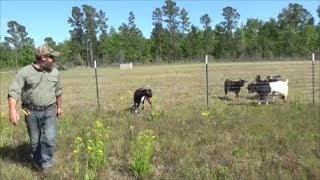 building a goat fence [upl. by Heer817]