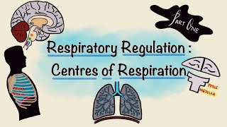 Respiratory Regulation  Part One  Centres of Respiration  Respiratory Physiology [upl. by Eimac]