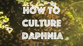 How To Culture Daphnia Magna [upl. by Shelbi850]