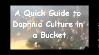 How to culture daphnia outside [upl. by Armat]