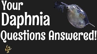 Daphnia Questions Answered [upl. by Alodie]