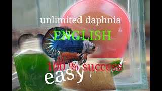 daphnia moina culture Easy way Unlimited production English  with sub Green water Chlorella [upl. by Phene]