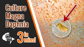 How to culture DAPHNIA MAGNA  The easy way [upl. by Stokes]