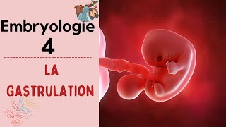 Embryologie  La Gastrulation   2020  شرح بالدارجة [upl. by Nilya741]