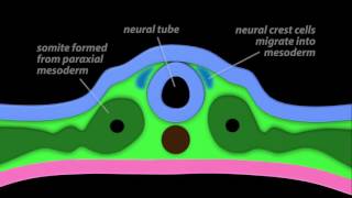 Neurulation [upl. by Hasila]