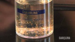 How to Care for Daphnia [upl. by Anrim990]