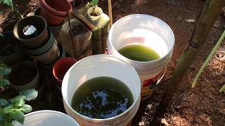 How to grow Green Water Algae [upl. by Remot870]