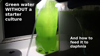 Green Water WITHOUT a Starter Culture  From Scratch  How To [upl. by Oleic]