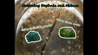 How To Culture Daphnia and Moinas using Green Water Spirulina powder [upl. by Tabby]