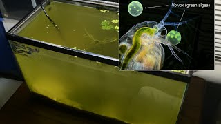 Raising Daphnia for the Freshwater Aquarium [upl. by Radack]