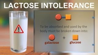 Lactose intolerance IQOGCSIC [upl. by Aizat]