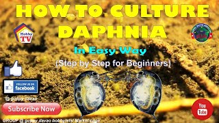 HOW TO CULTURE DAPHNIA In Easy Way [upl. by Haidebej]